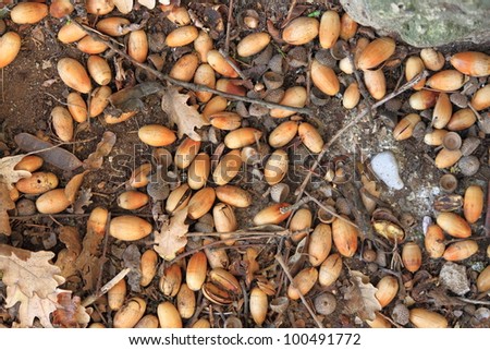 Background of many ripe acorns at nature