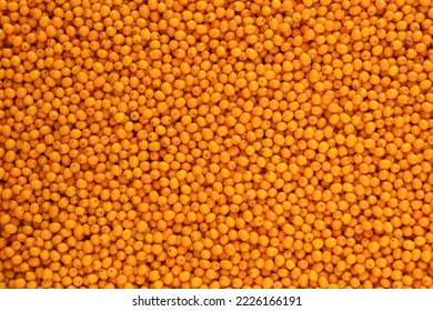 background of many ripe sea buckthorn berries