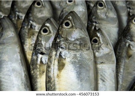 Background Masses mackerel fish Fresh