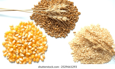 Background material of 3 types of grains. Wheat, rice, corn.