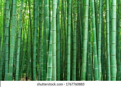 Background material bamboo forest and bamboo pole - Shutterstock ID 1767760883