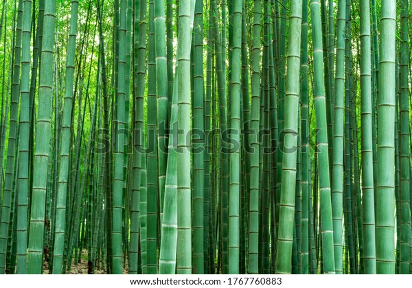 Background\
material bamboo forest and bamboo\
pole