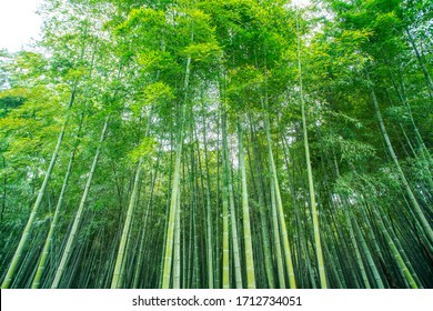 竹林图片 库存照片和矢量图 Shutterstock