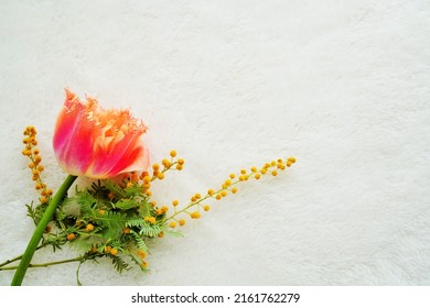 Background Material Of Orange Tulips With Fringes And Yellow Cootamundra Wattle Flowers On A White Background