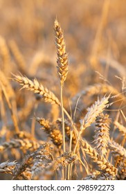 background mature ears wheat