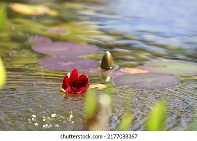 Background Meditation, Massage, Rest, Relaxation, Time Out, Zen - Beautiful Blossoms Of A Water Lily In A Moving Pond
