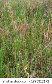 A Background Of Mixed Native  Grasses And Wildflowers Growing In A Pine Savanna Meadow.  