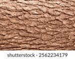 Background of Mocha mousse color of the year 2025 with earthy tree bark. Abstract brown cracked skin, grunge design wallpaper. Backdrop. Nature. Warm wood closeup.Mocha Mousse tan wooden macro pattern