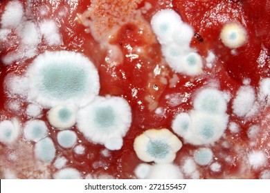 Background With Mold On Food