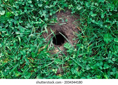 Background With A Mole Hole In The Ground Covered With Grass Close Up Outdoors