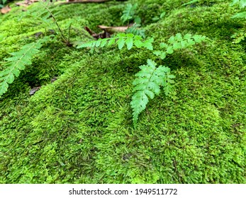 Background Of Mossy Rock And Small Fern Plant (broad Leaf Or Horse Tail Plant) In The Forest