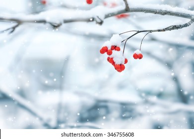 Background with a mountain ash cluster in snow