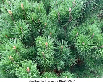 Background of mountain pine (Pinus mugo) close-up. Texture of European elfin pine - Shutterstock ID 2196982247