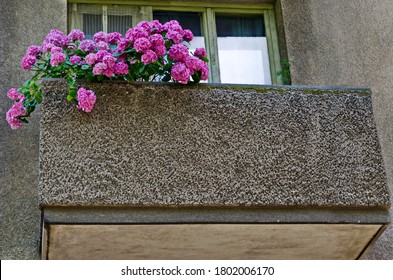 Background Of Multiple Rose Hydrangea Plant Or Hortensia Flower In Balcony, Sofia, Bulgaria  