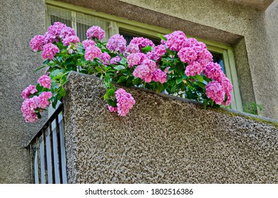 Background Of Multiple Rose Hydrangea Plant Or Hortensia Flower In Balcony, Sofia, Bulgaria 