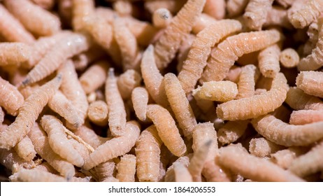 Background Of A Multitude Of White Maggots, Phobia And Fears Concept.