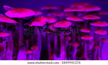 background of mushroom caps psychedelic magic Psilocybin mushrooms