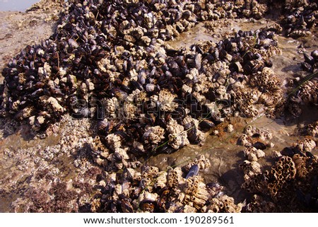 Background of mussels and barnacles exposed at low tide  near Otter Rock, Oregon coast 