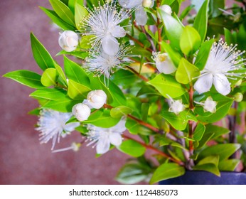 Background Myrtle Stock Photo 1124485073 | Shutterstock