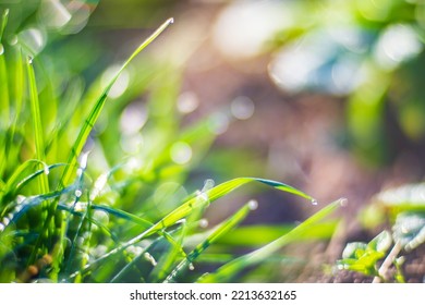 Background of natural landscape of green grass blades close up. Beautiful natural countryside landscape with strong blurry background. - Powered by Shutterstock