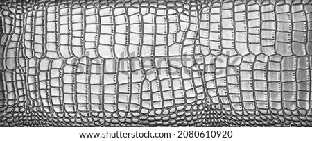 background of natural Silver crocodile leather. texture of snake skin.  The texture of natural crocodile leather in monochrome. Abstract background .