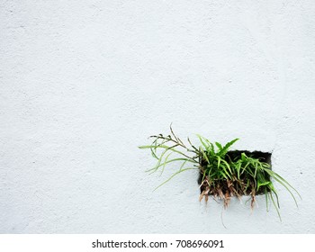 Background nature