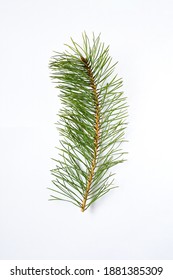 Background Nature ,Beautiful Nature Fresh  Green Young Scotch Pine Branch On White Background . Pine Branch  Christmas Tree, Evergreen Leaves. Selective Focus