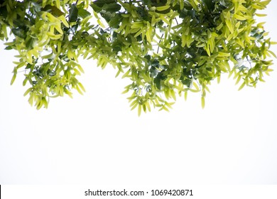 192 Hopea odorata Images, Stock Photos & Vectors | Shutterstock