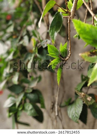 The background of nature in leef 