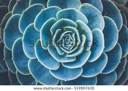 background nature. Natural background Cactus succulent plant