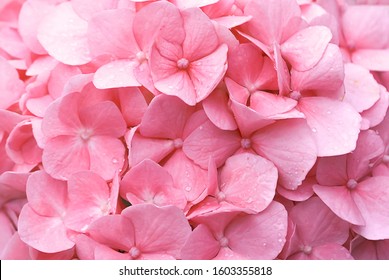 Background nautre beautiful pink orange hydrangea flower blossom.
				Flower background concept for valentine, wedding, dating,woman's day and mother's day.