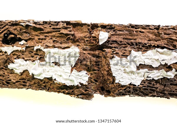 background of nest\
termite damaged wooden\
eaten
