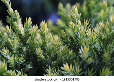 Background Of New Growth Needles On A Juniper Shrub