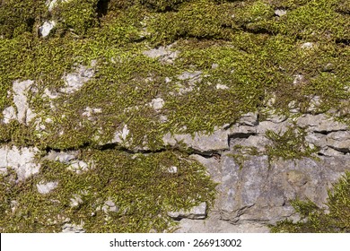 Background of old stone wall texture with moss - Powered by Shutterstock