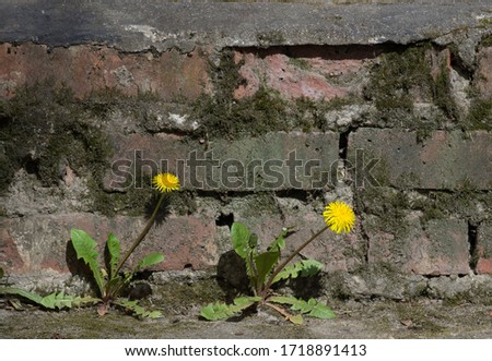 Background of an old terrible, destroyed wall .Moss, bricks, and yellow flowers.Dandelions.