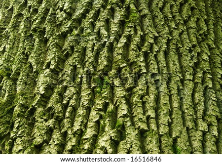  background of old tree