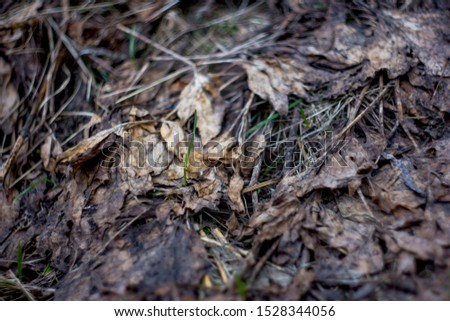 Background from old withered foliage.