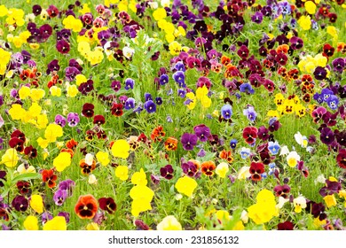 Background on flowers pansy Viola - Shutterstock ID 231856132
