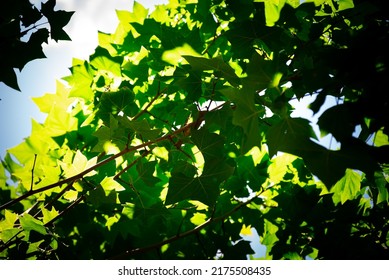 Background on a sunny day with leaves of the sycamore (platan) tree and parrots between them in the Ciutadella Park in Barcelona, Spain.