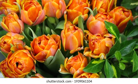 Background of orange open tulips with green leaves (tulip variety - Queensday), large format