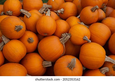 Background Of Orange Pumpkins. Fall Farm Market Or Pumpkin Patch