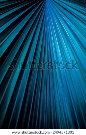 Background of palm leaf. Texture of blue palm Leaf. blue palm leaf pattern. natural bright backdrop.  Design template wallpaper. Leaf close up. Plant leaves macro. Surface texture macro closeup.