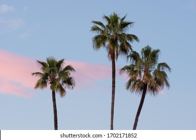 Background Of Palm Trees Against A Blue Sky And Pink Clouds.