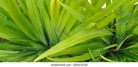 Background Of Pandanus Leaf Formation Growing Wild In A Garden