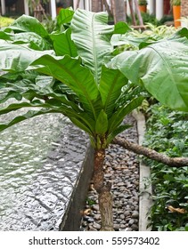 Background Pattern, Close Up of Evergreen Plant or Green Bush for Home and Building Decoration.