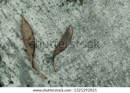 Background, pattern of floor with dead leaf