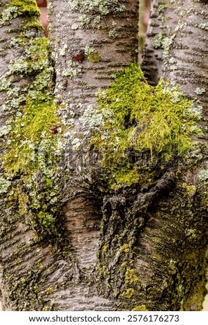 background. pattern. green and gray moss on old fruit tree trunk bark