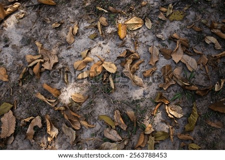 Background pattern of many small dry leaves of tree or dried foliage of plant drop fall on leaf grass floor grounded in garden park green environment outdoor mountain forest in Nakhon Nayok, Thailand