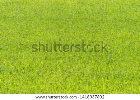 Background and pattern texture of rich farming which is ready to harvest.