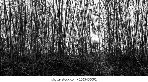 Background pattern of thin bamboo flora. Black and white. Sun light beams creeping.